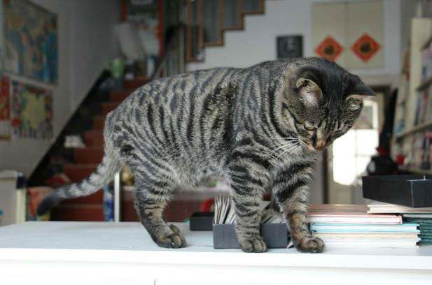 My tabby cat has a pretty good personality (2).