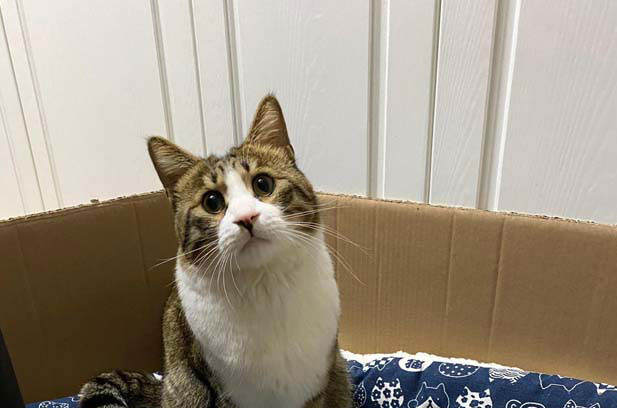 The tabby cat pulled by my family, Master Jiu.