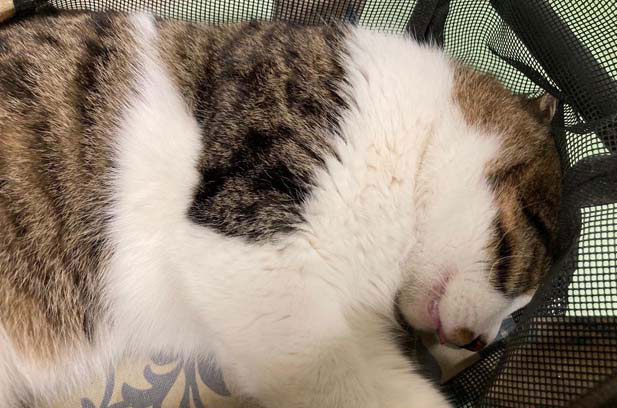 When I was a child, my family had a female civet cat. (1)