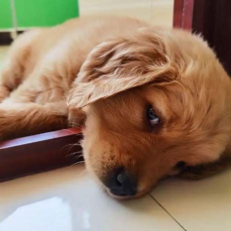 My Chaotic Yet Hopeful Journey with My Four – month – old Golden Retriever