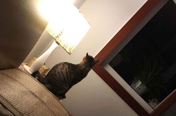 On the Intelligence of Cats: A Perspective from My Siamese Cat