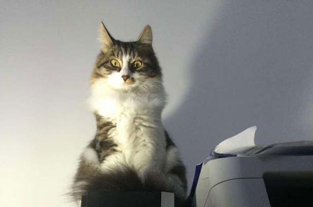 My Resilient and Adorable Stray Dragon Li Cat