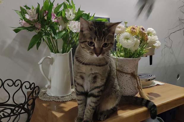My Lovely and Naughty Liu Xiaobing: Three Months with a Dragon Li Cat