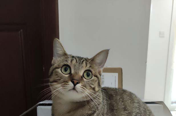 Why Breed Cats Are More Preferred in the Office?
