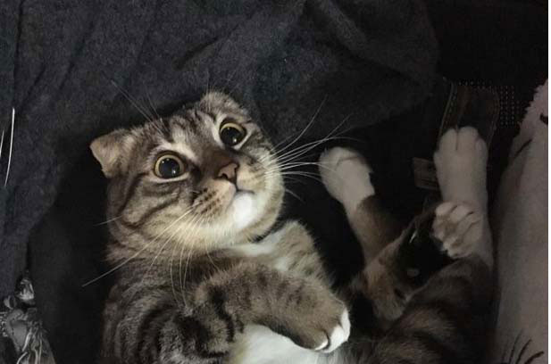 My Smart and Mischievous Little Dragon Li Cat, A-Mi