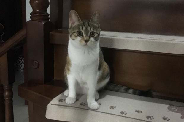 My Adorable and Mischievous Dragon Li Cat: A Source of Joy and Challenges