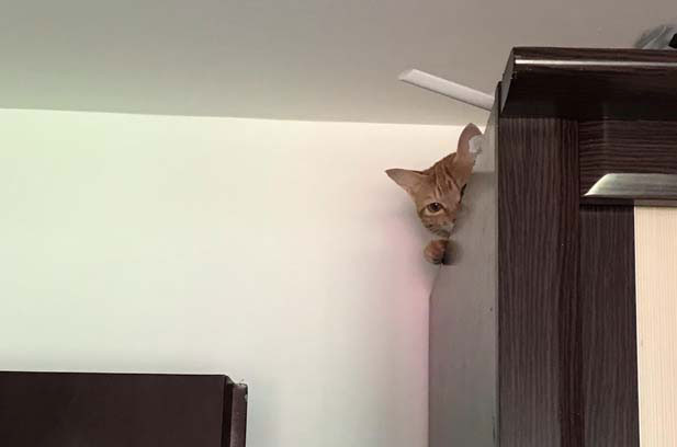 Huahua: The Mischievous and Lovable Dragon Li Cat