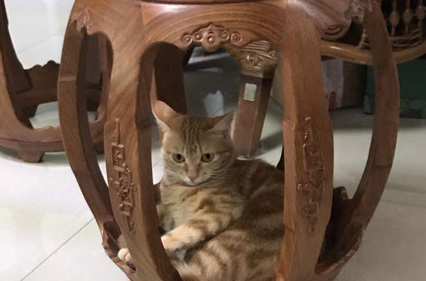 My Adorable and Easy - to - Raise Tabby Cat