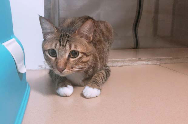 My Cat Rongrong’s Health Struggle and Our Bond