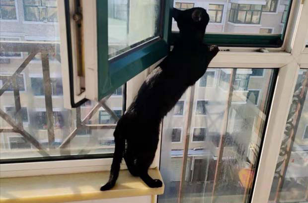 My Experience with Three Cats: Why I Recommend British Shorthairs