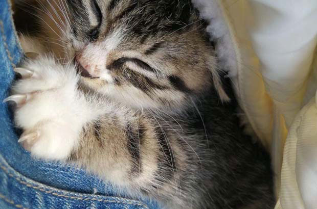 Growing Up with My Naughty Dragon Li Cat, Jiefang