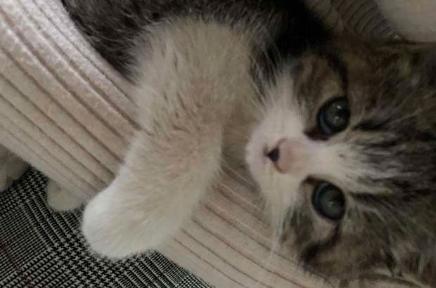 My Adopted Tabby Cat Xiaotian: A Story of Growth and Cuteness