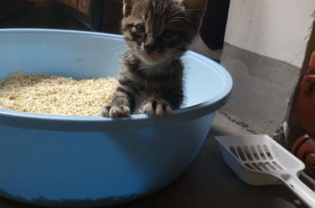 The Story of a Stray Cat: From Fear to Trust