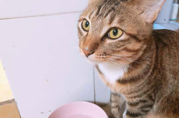 The Energetic Stray Cat: A Bundle of Joy and Change