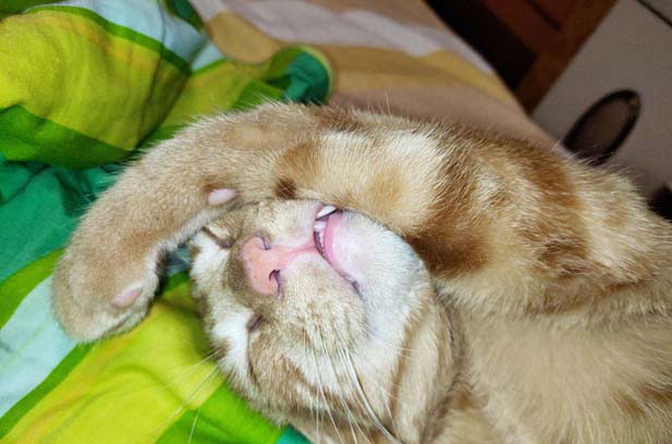 How We Got Our Cat and Her Hilarious Antics