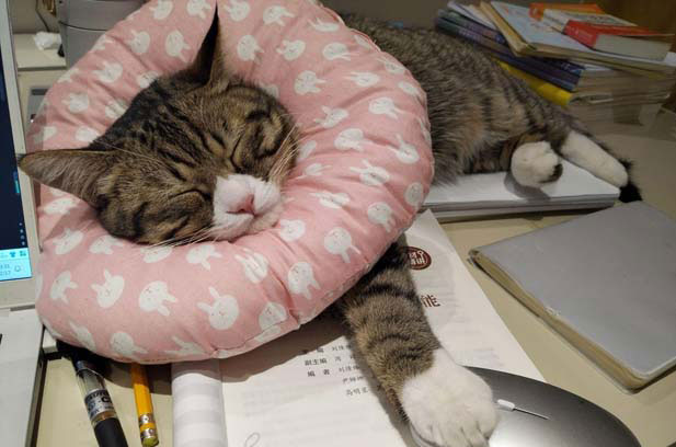 My Unexpected but Adorable Companion: Brain – flower the Cat