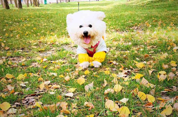 Differentiating Bichon Frises from Poodles and the Joys of Raising Them