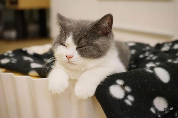 My Temperamental British Shorthair Blue and White Cat, Robin