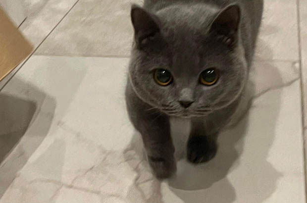 The Growth and Life of My Two Lovely Cats: A Heartwarming Journey