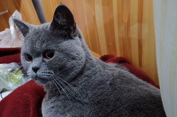 The Charming Blue British Shorthair: More Than Just a Price Tag