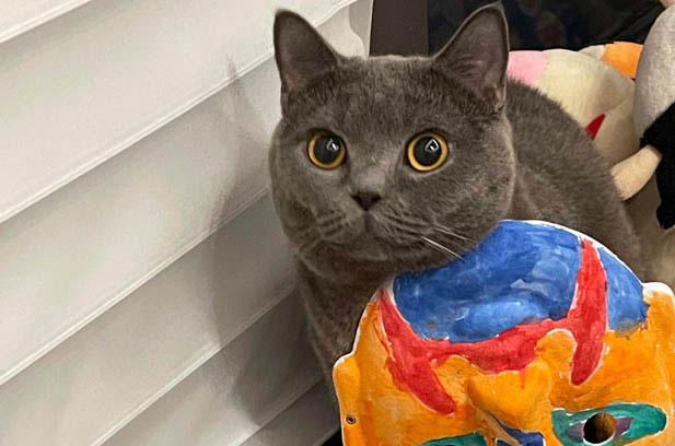The Adorable and Heartwarming Life of My Cat, Zhuozhuo