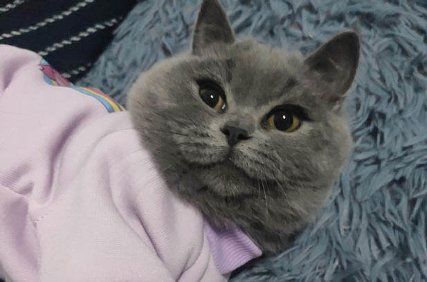 My Adorable and Tricky British Shorthair, Millet