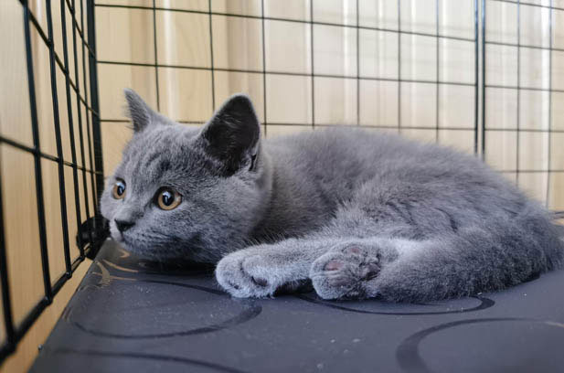 The Bumpy Adoption and Growth of My Folding – Eared Blue Cat