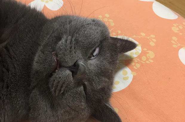 A Comparison of the Personalities and Habits of My Ragdoll and British Shorthair Blue – and – White Cats