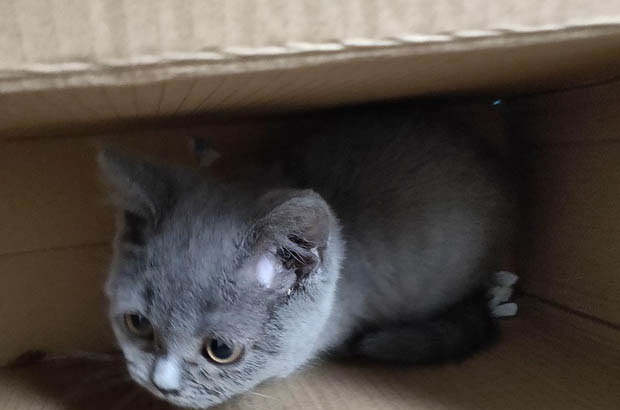 The Mystery of Cat Urine and the Mischievous Behavior of My Cats