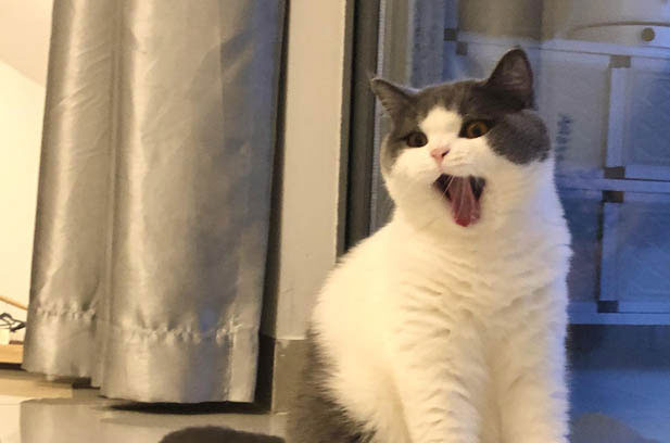 Life with Buru: The Mischievous and Bitey British Shorthair