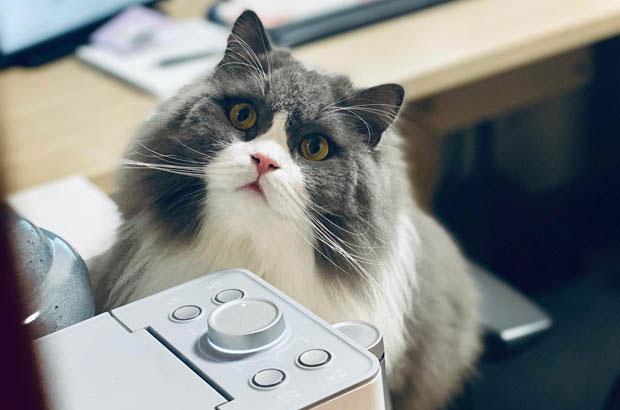 Rouding the British Shorthair: From First Meeting to Spoiled Family Member