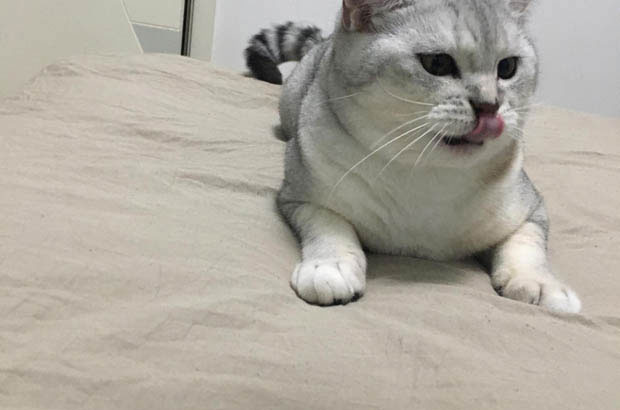 The Adorable Cats in My Family: Growth and Happiness
