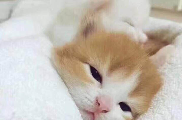 My Lovable Cat Maodou: Growth and Happiness
