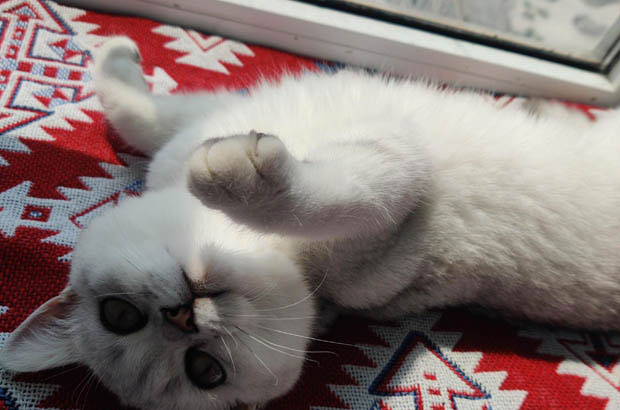 My Adorable and Peaceful Cat