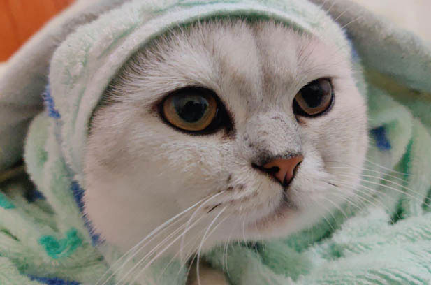 My Beloved Cat – Duansi