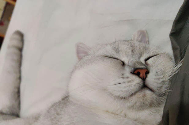 My Temperamental Cat – Fat Tiger