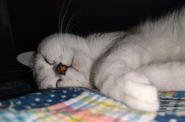 My Experience of Raising a Silver Tabby Cat