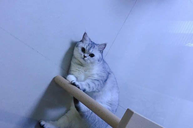 My Adorable British Shorthair Cat – DouDou