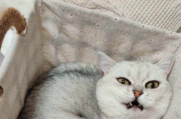 My Mischievous and Adorable Cat