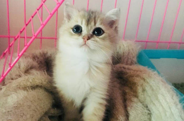 My Adorable Cat, Tangyuan: A Source of Unending Happiness