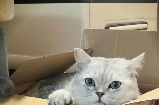 My Adorable and Quirky Cat: A Bundle of Delights