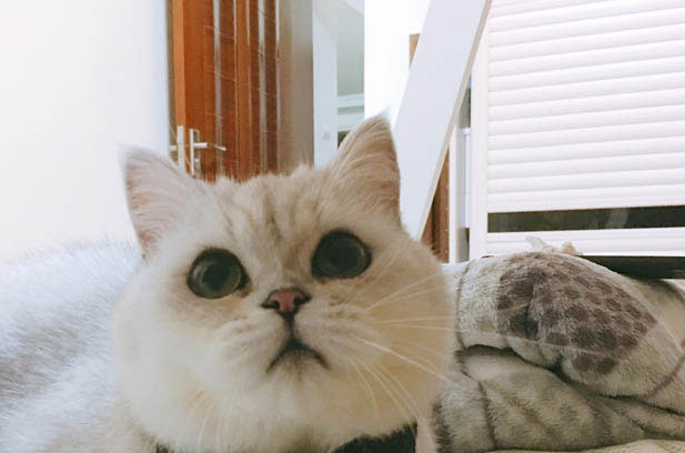 Yao Jing: My Adorable and Gentle Cat