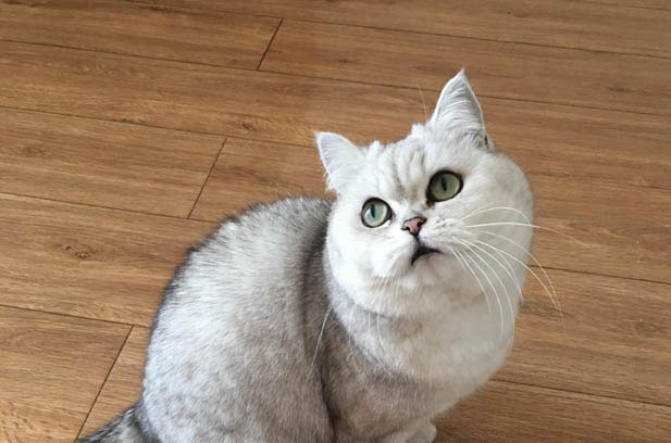 Yuanbao: The Adorable British Shorthair that Transformed My Life