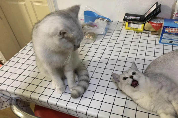 Nuomi: My Adorable British Shorthair Cat and Our Precious Memories