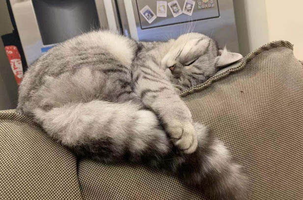 My Precious Rescue Cat, Jiujiu: A Story of Love and Worry