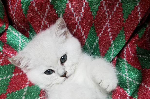 Choosing the Perfect Kitten: More Than Just Appearance