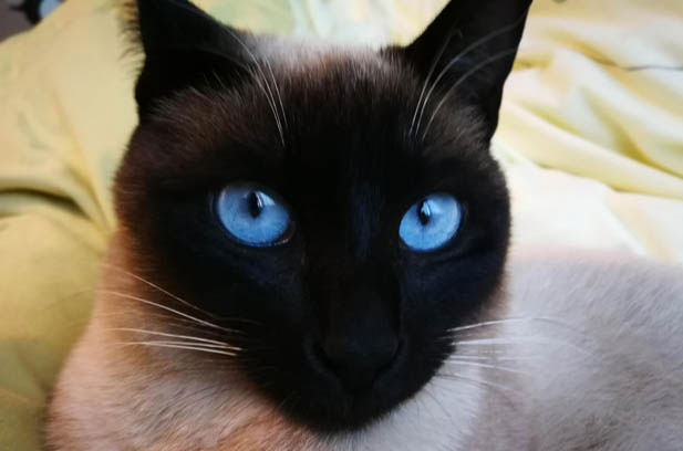 The Adorable Journey with My Three Feline Friends