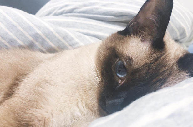 Momo: The Unique Siamese Cat in My Life
