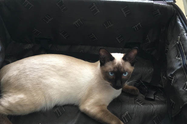 My Beloved Cat Oreo: A Heartwarming Journey