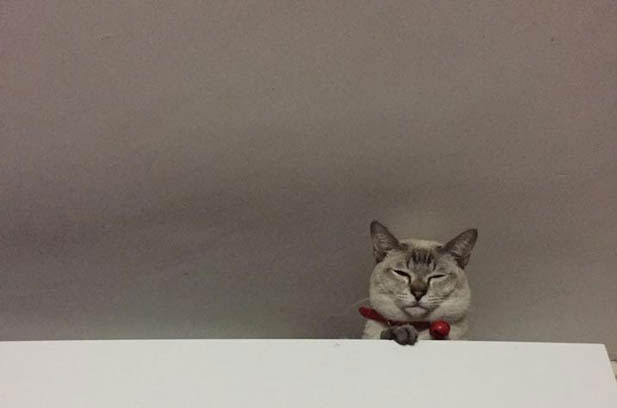 My Cat, My Healer